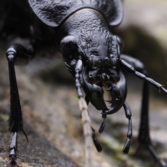 Carabus variolosus