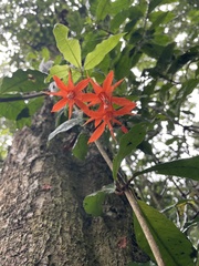 Fuchsia venusta