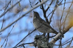 Turdus atrogularis