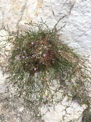 Limonium cephalonicum