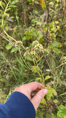 Sanicula marilandica