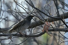 Turdus atrogularis