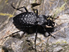 Carabus variolosus