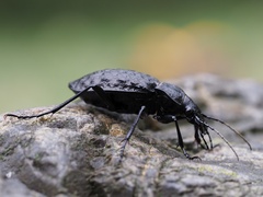 Carabus variolosus