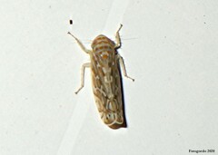 Paralimnus phragmitis