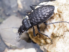 Carabus variolosus