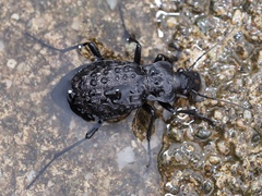 Carabus variolosus