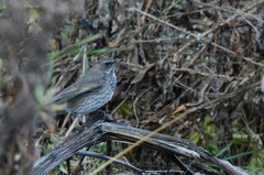Turdus atrogularis