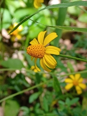 Acmella repens