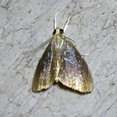 Glaphyriinae