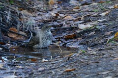 Turdus atrogularis