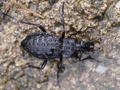 Carabus variolosus