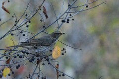 Turdus atrogularis