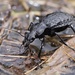 Carabus variolosus - Photo (c) Jakob Fahr, some rights reserved (CC BY-NC), uploaded by Jakob Fahr