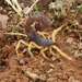 Shaggy Thicktail Scorpion - Photo (c) Alex Dreyer, some rights reserved (CC BY-NC), uploaded by Alex Dreyer