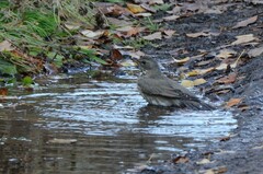 Turdus atrogularis