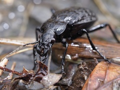 Carabus variolosus