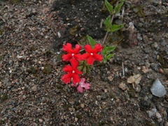 Glandularia peruviana