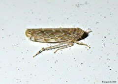 Paralimnus phragmitis