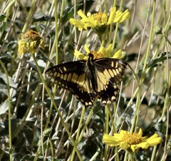 Papilio polyxenes rudkini