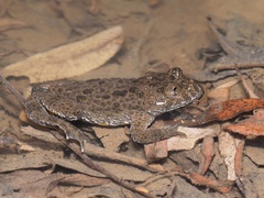 Bombina variegata