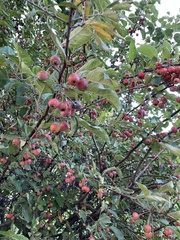 Malus dasyphylla