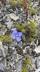 Gentianopsis