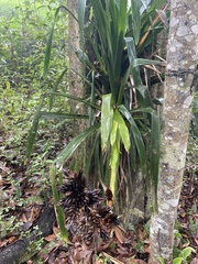 Guzmania lingulata