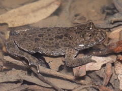 Bombina variegata