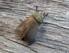 Tabanini