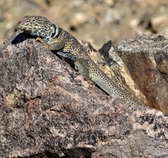 Crotaphytus bicinctores