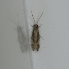 Hydroptilidae