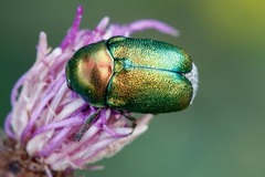 Cryptocephalus