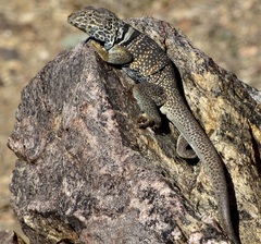 Crotaphytus bicinctores