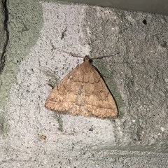 Zanclognatha jacchusalis