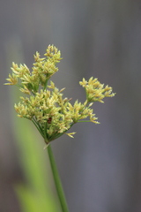 Cyperus sensilis