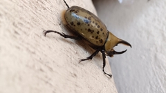 Dynastes hyllus
