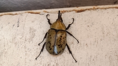 Dynastes hyllus