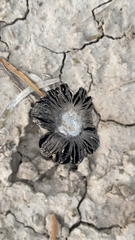 Montagnea arenaria