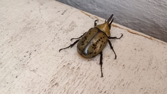 Dynastes hyllus