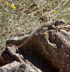 Crotaphytus bicinctores