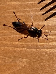 Sceliphron caementarium