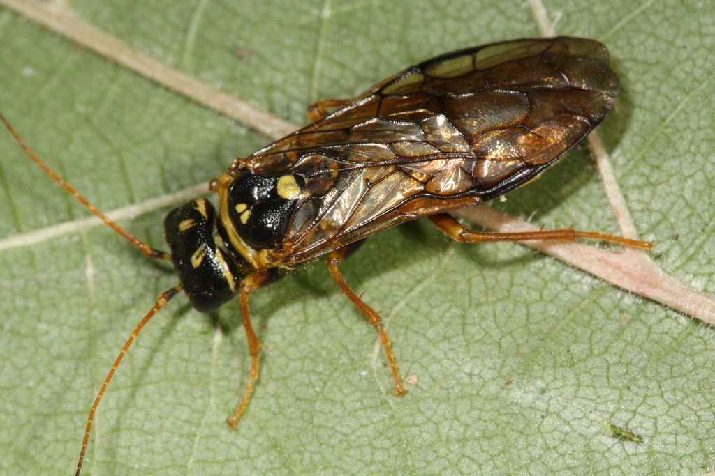 Cephalcia abietis