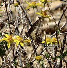 Papilio polyxenes rudkini