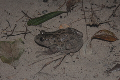 Hylambates maculatus