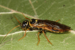 Cephalcia abietis