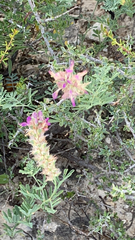 Dalea bicolor