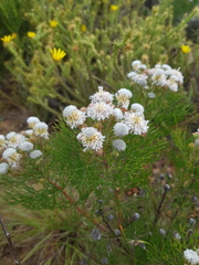 Serruria kraussii