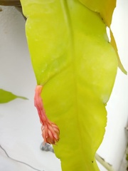 Epiphyllum oxypetalum
