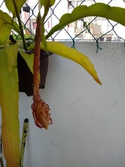 Epiphyllum oxypetalum